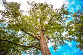 Best Fruit Tree Pruning  in Stockdale, TX