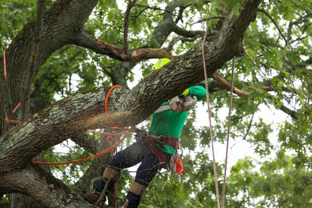 Best Commercial Tree Services  in Stockdale, TX