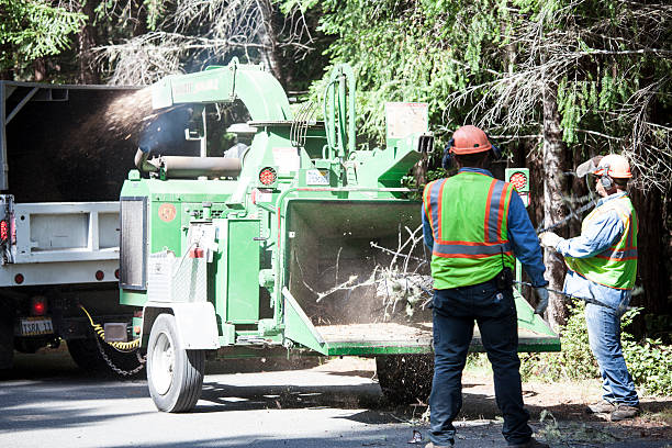 Trusted Stockdale, TX Tree Care Experts